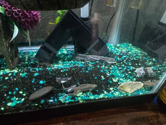 20g fish tank