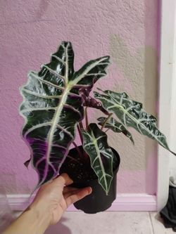 Alocasia polly