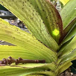 Rhynchostylis gigantea  Orchids Big Pot Lan Xuân Ngọc Điểm