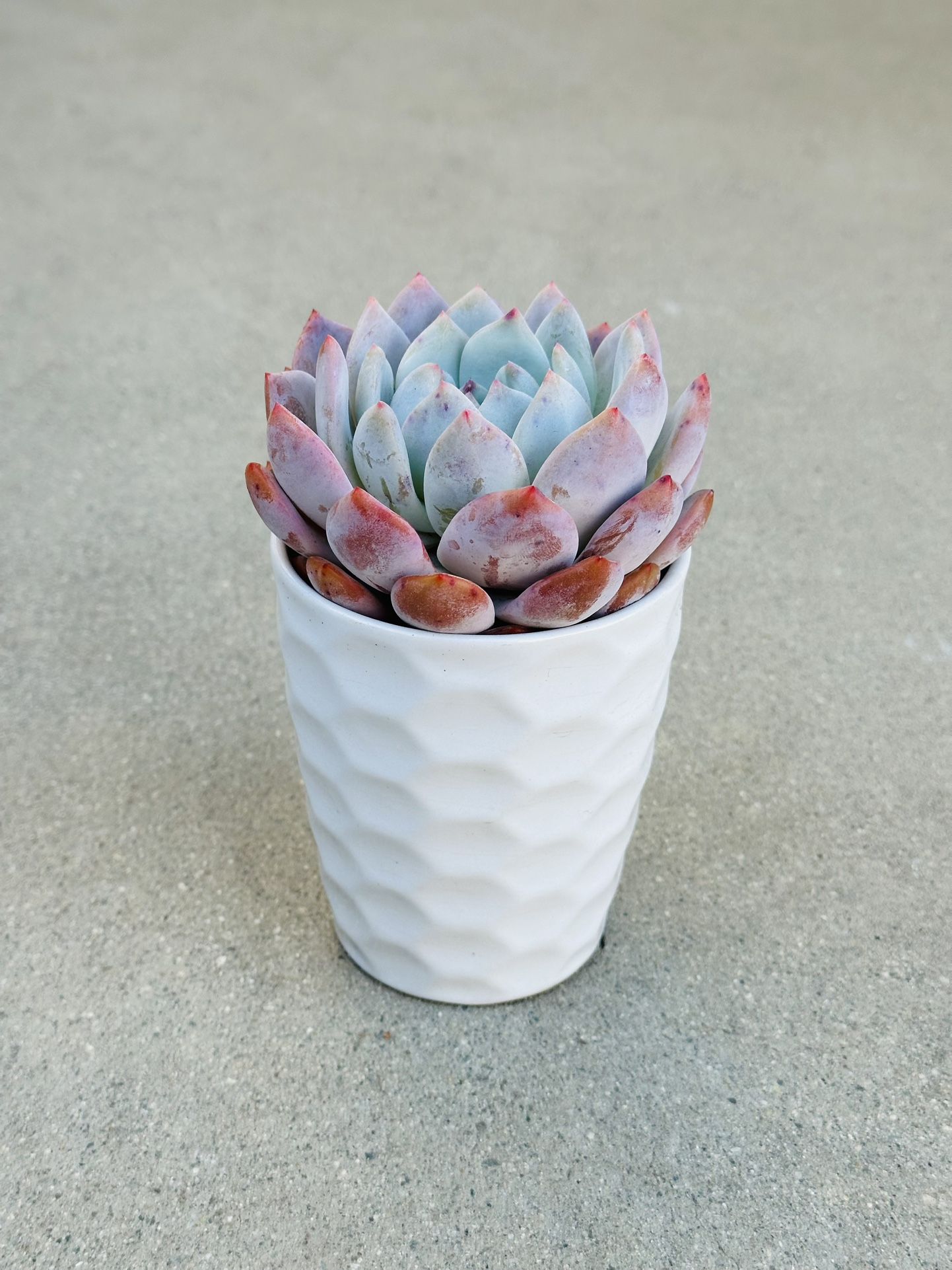 Succulents plants 🪴