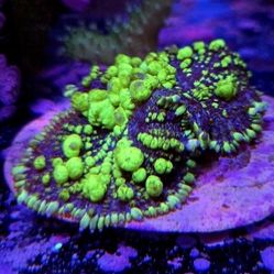 🔥CORALS DECORATIONS FOR MARINE TANK OVER 500 CORALS IN STOCK PICK-UP - DELIVERY  - SHIP