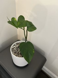 Jade Green Pothos Plant 