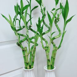 Lucky Bamboo Plants  - 29” Tall - $15 Each 