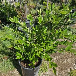 Ligustrum japonicum