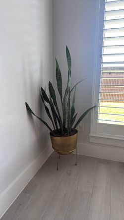 Snake plant with pot and stand