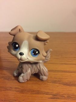 Lps collie for sale new arrivals