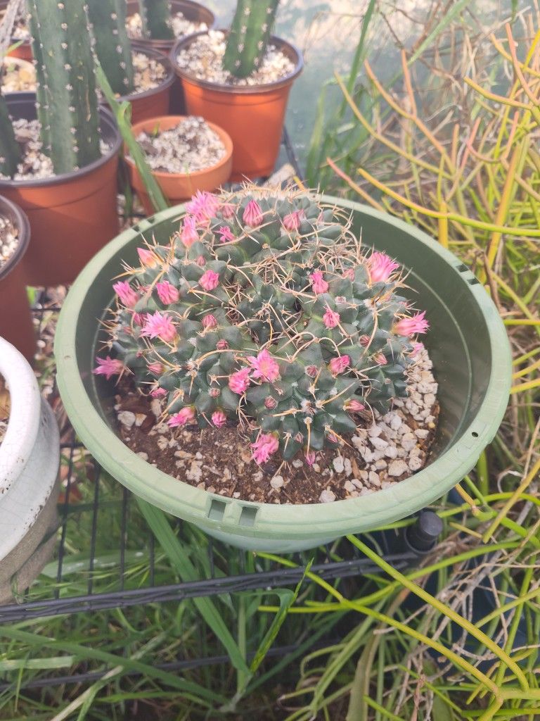 Mature Mamallaria 