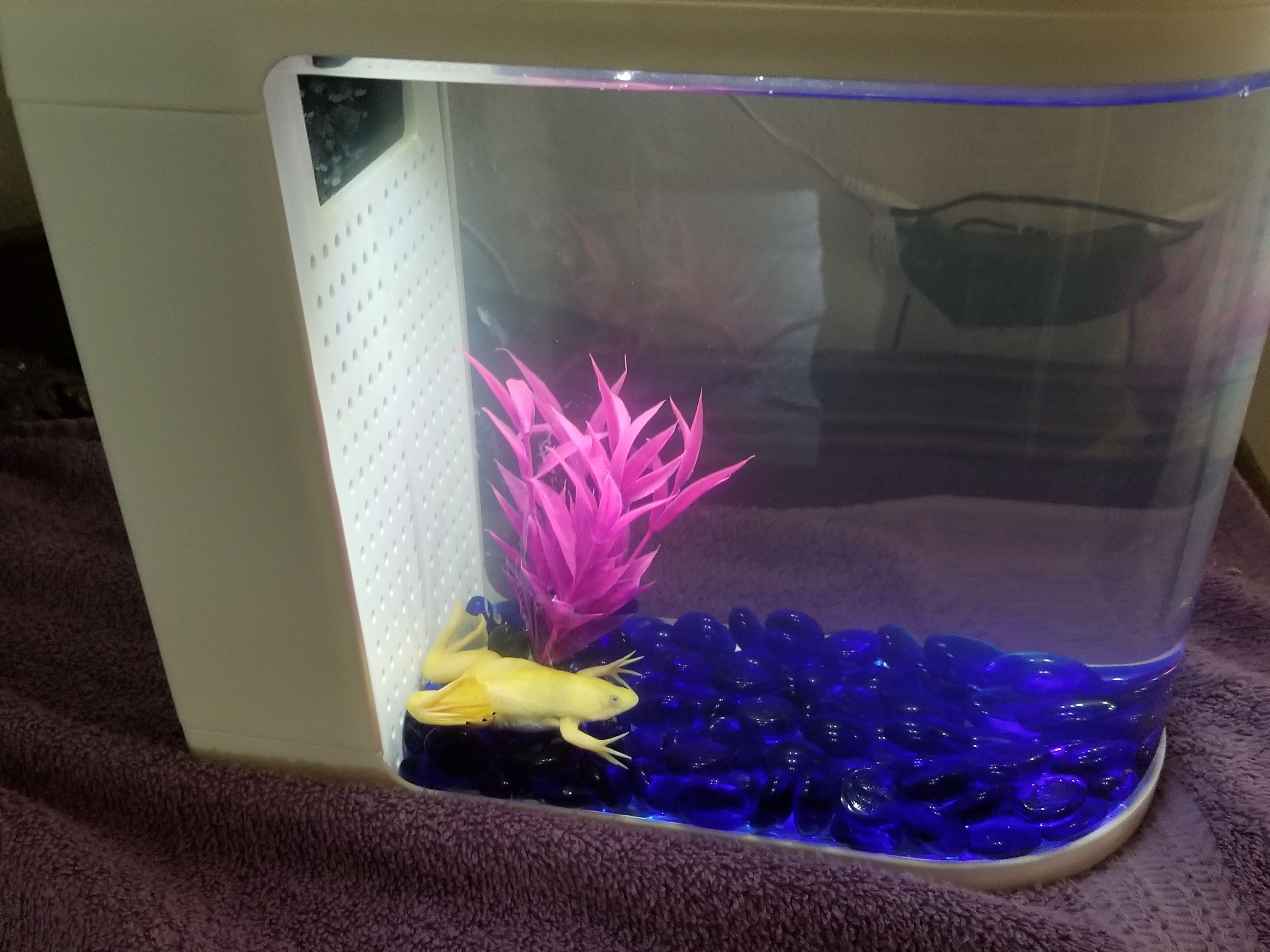 Free neon frog and aquarium