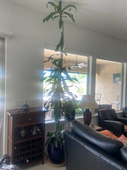 House plant (real)