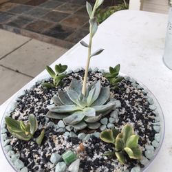 Succulents 