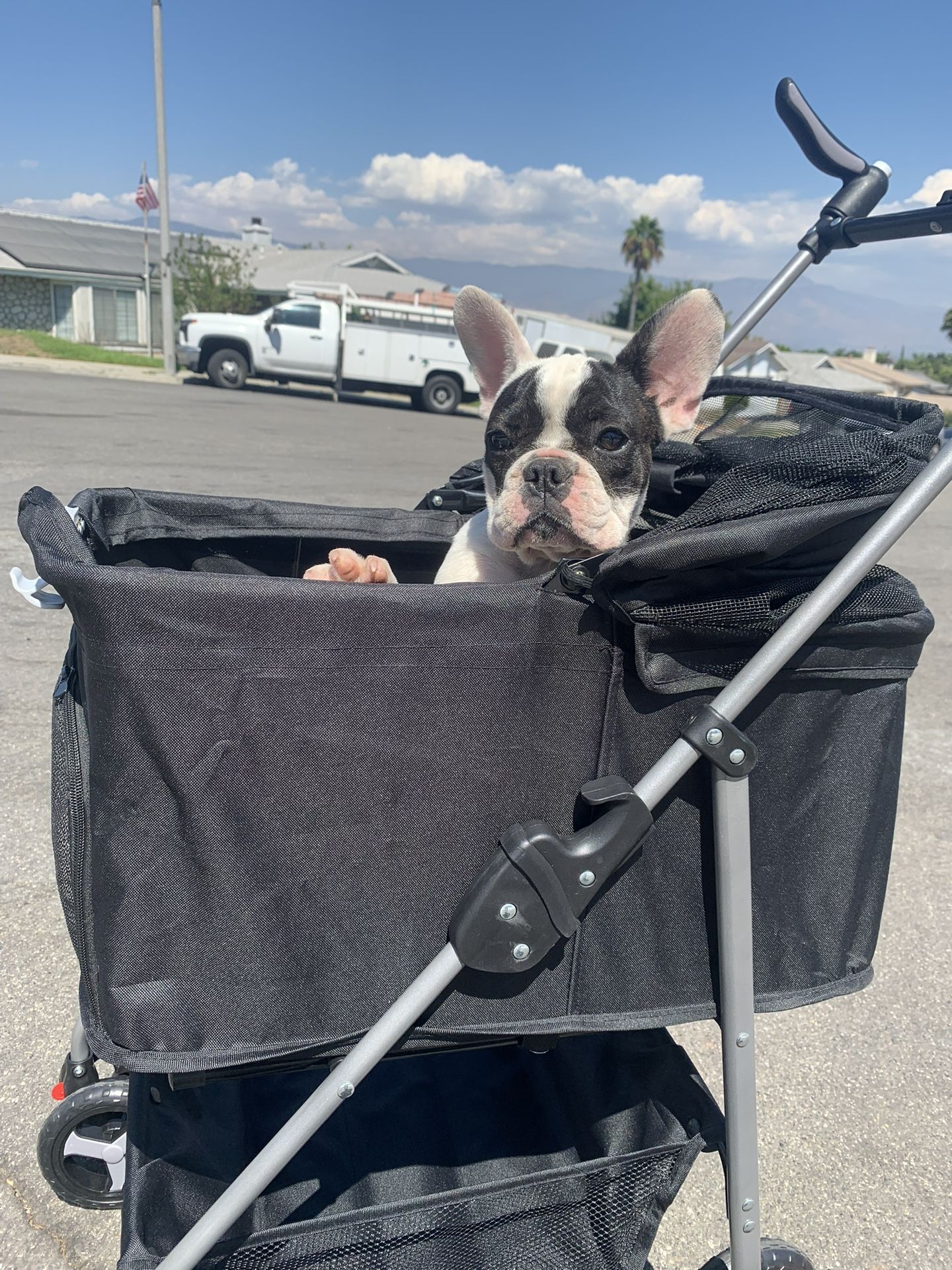Dog Stroller