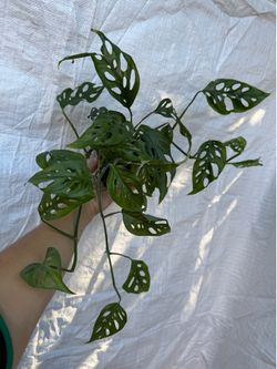 6” monstera Laniata