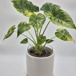 Alocasia odora aurea
