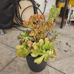 AEONIUM SUCCULENT ARRANGEMENT 
