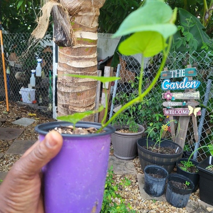 purple sweet potatoe vines 