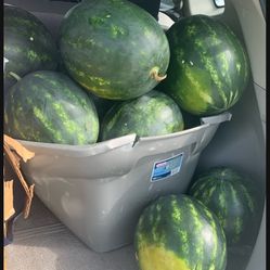 Seeded Fresh Watermelon 