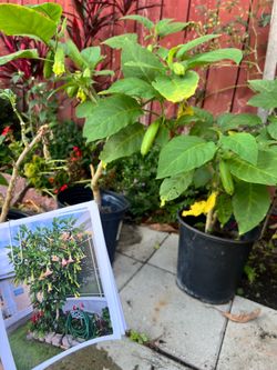 Angel's Trumpet - flor de campana