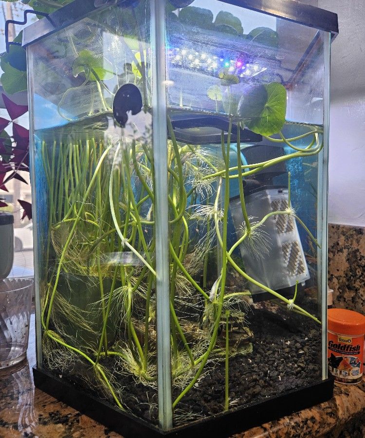 Hexagon Aquarium - 10 gallons