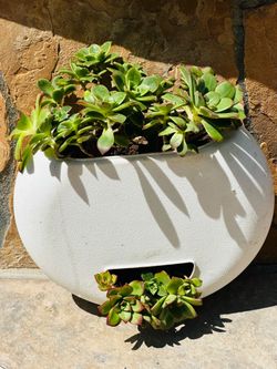 White Wall-Mounted Succulent Planter
