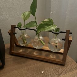 Plant Propagation With Pothos Plants For Mothers Day
