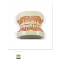 Dental Anatomy Model 