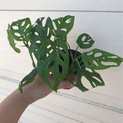 Beautiful Monstera Adonsonii Plant 