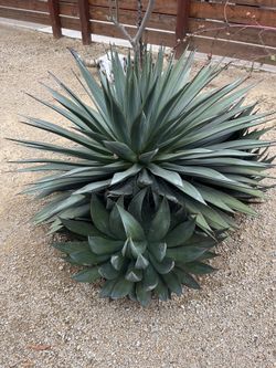 Agave