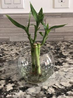 $3 bambú