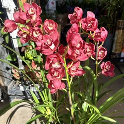 Big Red Cymbidium Orchid Địa Lan Nhật Lớn Màu Đỏ