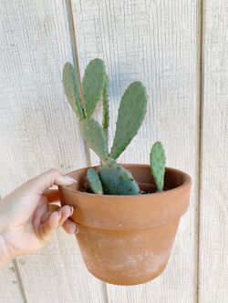 Cactus