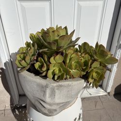 Succulents with Pot 