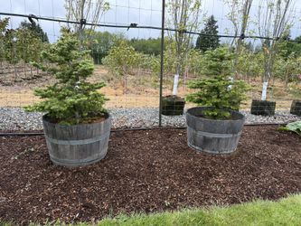 Two high Alpine Noble furs very slow growing, very beautiful trees, and nice whiskey barrels
