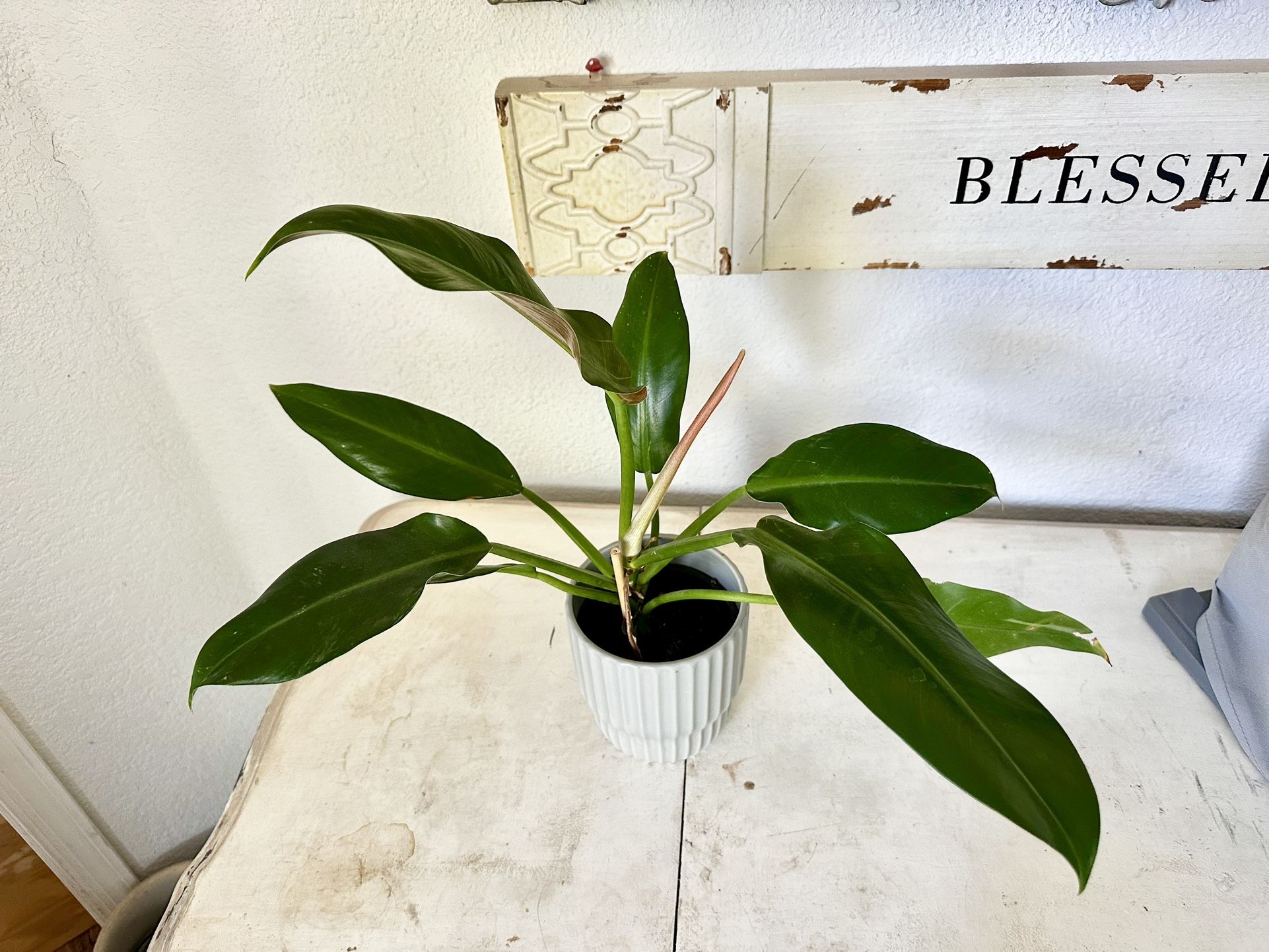 Philodendron Indoor House Plant