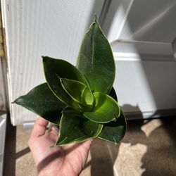 Golden Black Hahnii Snake Plant