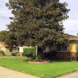 30+ Foot Mature Pine Tree For Sale 