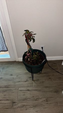 Live Potted Plant with Dark Green Planter