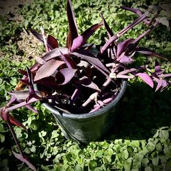 Purple Heart Wandering Jew Plant Sun or Partial Shade
