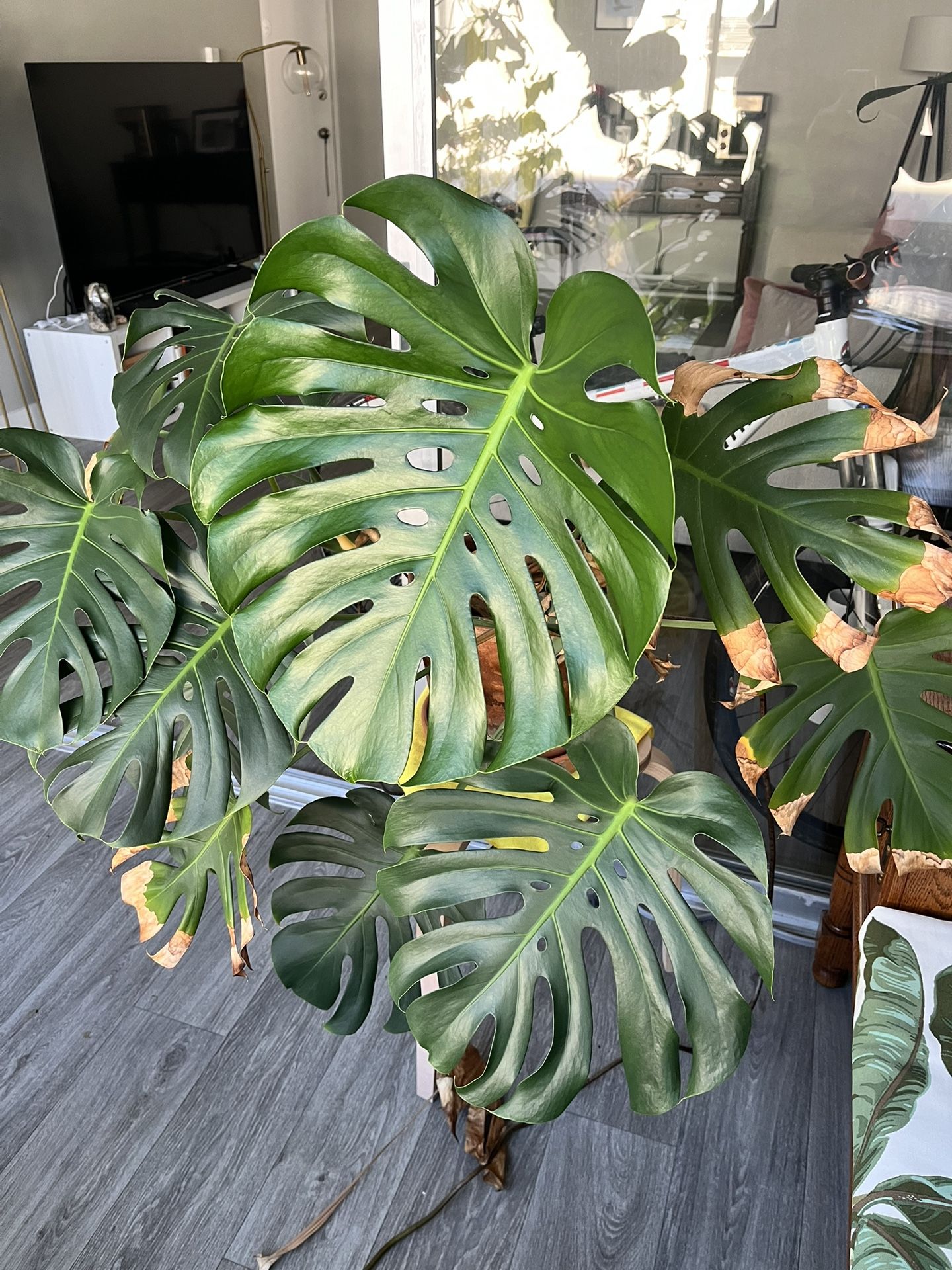 Monstera Plant