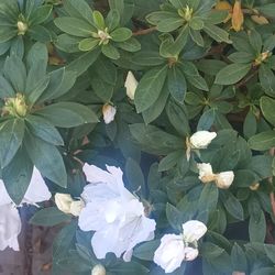 Asalias plants.