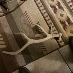 4 Point Elk Antler 