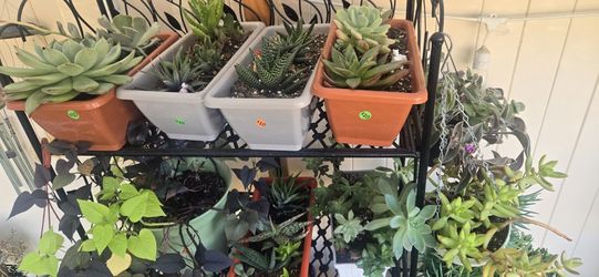 Potted Succulents and Cacti Outdoor Plants for Sale