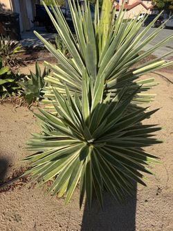 Free Desert Plants (Agave, Orange Bird Paradise and others)