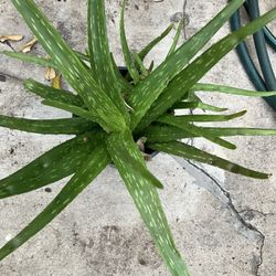 Aloe Vera Plant 