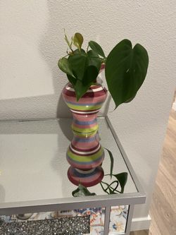 Brazil Pothos Plant