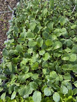 VEGETABLE PLANTS 100 PERCENT ORGANIC…FALL/WINTER GARDENS Broccoli-Brussel Sprouts-Lettuce-Spinach- Kale & more…. FRI-SAT-SUN ONLY