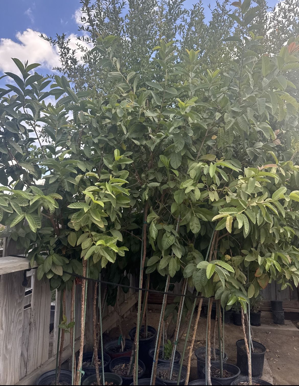 Guava Trees