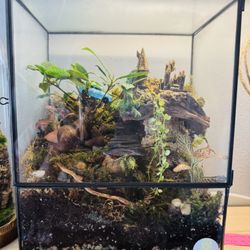 Harry Potter-Inspired Magical Terrarium ✨🌿