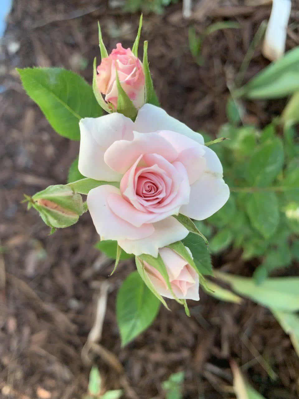 9 Tea Rose Plants: Shades of Pink + Red
