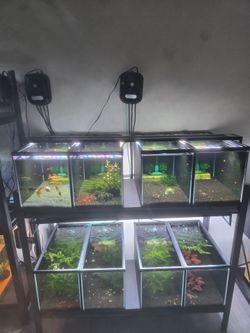 Aquarium plants