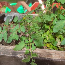 Tomatos Tomates Plants